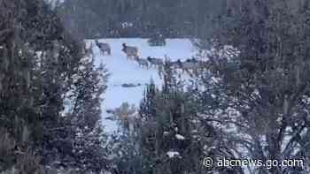 WATCH:  Take a moment to relax with this serene scene