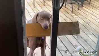 WATCH:  Frustrated dog tries to fit plank through porch doors