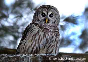 The best things to do in Rhode Island right now: Jan. 7-14 - The Boston Globe