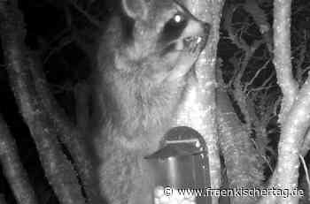 Kronach: Sichtung eines Waschbären im Wohngebiet - Fränkischer Tag