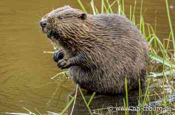 Kleintettau: Der Burgenbauer hält Einzug - Neue Presse Coburg - Neue Presse Coburg