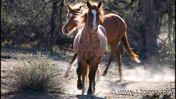 $10,000 award offered for tips after wild horses killed at Arizona national park - 12news.com KPNX