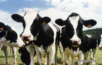 Vosges - Accident de camion : 17 vaches coincées dans une remorque - Epinal infos - Epinal Infos