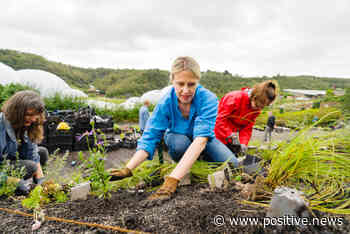 Creating a buzz: living artwork for bees will bloom in Cornwall this summer - Positive.News