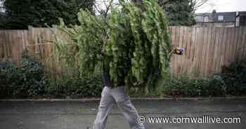 Cornwall Council Christmas tree collections and alternative ways to get rid of your tree - Cornwall Live
