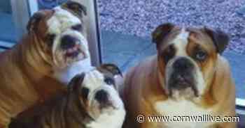 TikTok star dog from Cornwall may never walk again, owner fears - Cornwall Live