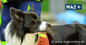 Wittenberge: Feuerwehr trennt sich von Rettungshundestaffel - Märkische Allgemeine Zeitung