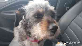 Calgarians experiencing homelessness forced to choose between warmth and pets