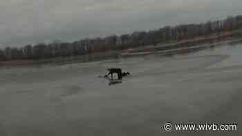 Lewiston cop rescues dog from icy waters of 'almost frozen' lake