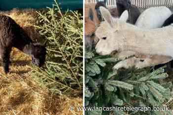 Blackpool: Alpacas at farm to eat donated Christmas trees