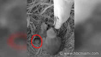 Bald Eagle Chick Dies Shortly After Being Hatched in Miami-Dade