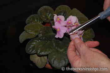 GARDENER'S CHECKLIST, January 6, 2022 - theberkshireedge.com