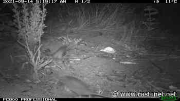 Osoyoos Desert Centre captures hive of activity on night cameras - Penticton News - Castanet.net