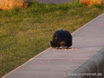 Noch allein ! - Lutherstadt Wittenberg - myheimat.de