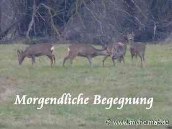 Meine heutige ( 1. Januar 2022 ) morgendliche Begegnung ! - Lutherstadt Wittenberg - myheimat.de - myheimat.de