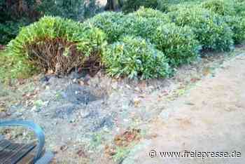 Unbekannte graben Rhododendren aus - Freie Presse