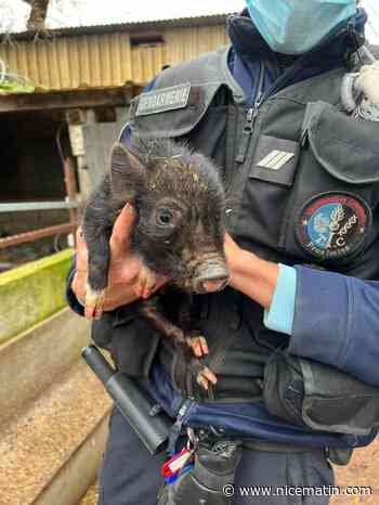 Des animaux en dangers sauvés d’une ferme de l‘horreur à Villeneuve-Loubet