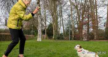 Henriette is de OOPOEH van Cato: 'Als ik haar ga halen staat ze al kwispelend op me te wachten' - BD.nl