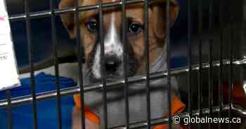 Alberta animal rescues benefit from #BettyWhiteChallenge