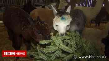 Blackpool alpacas feast on donated Christmas trees