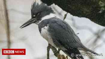 Rare kingfisher spotting draws crowds to Lancashire beauty spot