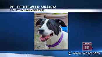 Pet of the Week: Sinatra