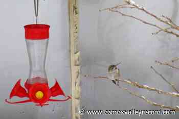 DUCHESS OF DIRT: Looking back and looking ahead - Comox Valley Record