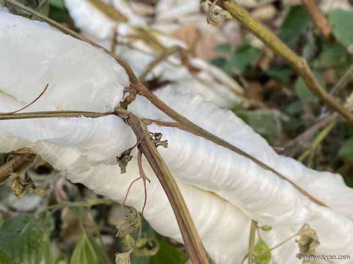 What is frostweed? Unique ice formations seen in Central Texas