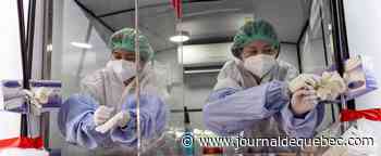 COVID-19: le monde passe le cap des 300 millions de cas et lutte contre Omicron