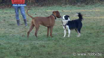 Lubbeek krijgt nieuwe hondenlosloopweide: "Honden willen wel eens vrij rondlopen" - ROB-tv