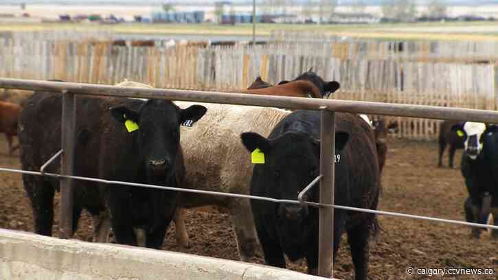 Labour shortage, COVID cases affecting southern Alberta employers and workplaces