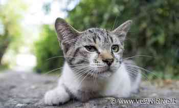 Capri adotta i suoi gatti randagi, il sindaco: "Sono cittadini come noi" - Vesuvio Live