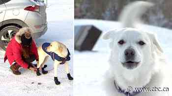 Here's how to keep your pet safe during the cold snap