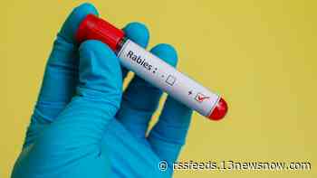 Yorktown cat tests positive for rabies