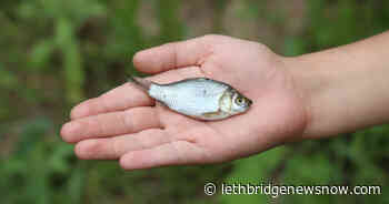 Rare Phenomenon Makes It Rain Fish On Texas - Lethbridge News Now