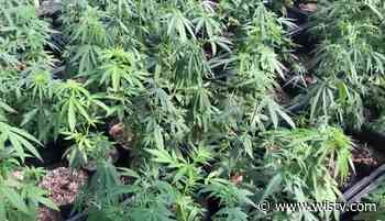 Is this the year medical marijuana gets legalized in SC? The bill's GOP sponsor believes so - WIS10