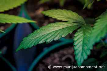 New Republican-Led Bill Would Legalize Medical Cannabis In Kentucky - Marijuana Moment