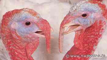 Debatte in Sachen Geflügelpest: Ist Garrel ein Puten-Hotspot? - Nordwest-Zeitung