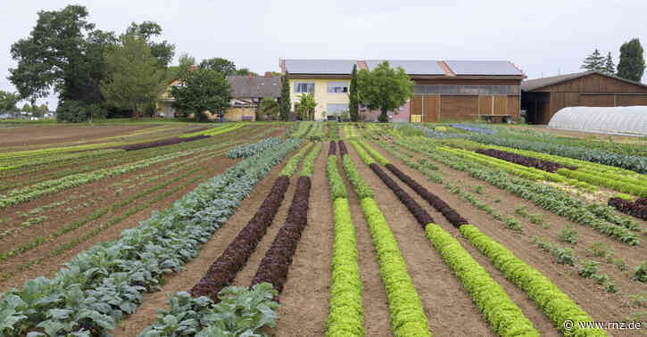 Heidelberg:  Naturschützer werfen Stadt in PHV "Umweltsauerei" vor