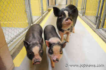 VIDEO: 3 stray pigs at Chilliwack SPCA looking for foster home – Parksville Qualicum Beach News - Parksville-Qualicum Beach News