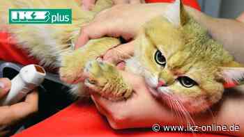 Iserlohn/Hemer: Tierärzte schließen sich Notfall-Ring an - IKZ