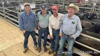 Wangaratta light Angus calves hit 943c/kg in feature weaner sale - The Land Newspaper