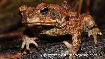 Bushfires helping cane toads thrive: study - Western Advocate