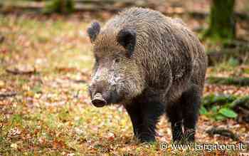 Peste suina africana, Coldiretti Cuneo: trovato il primo cinghiale morto in Piemonte - TargatoCn.it