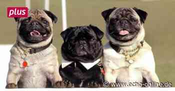 Raunheim erleichtert Anmeldung zur Hundesteuer - Echo Online