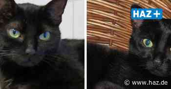 Hemmingen: Tierschutzverein vermittelt Katzenpaar - Hannoversche Allgemeine