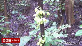 Kew scientists name new tree after Leonardo DiCaprio