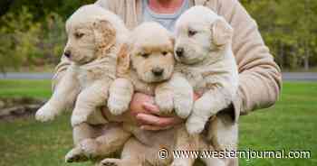Police Respond After Getting Report of Abandoned Puppies: Adorable Pictures