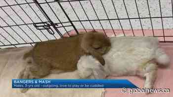 AARCS shares info on dogs, cats and bunnies all looking for ‘furever’ homes