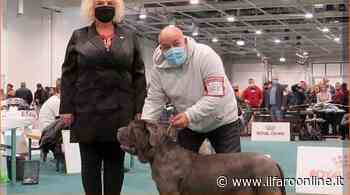 Ardea sul tetto d'Europa: l'Allevamento dei Mastini della rupe protagonista all'Europen dog show Budapest 2021 - Il Faro online